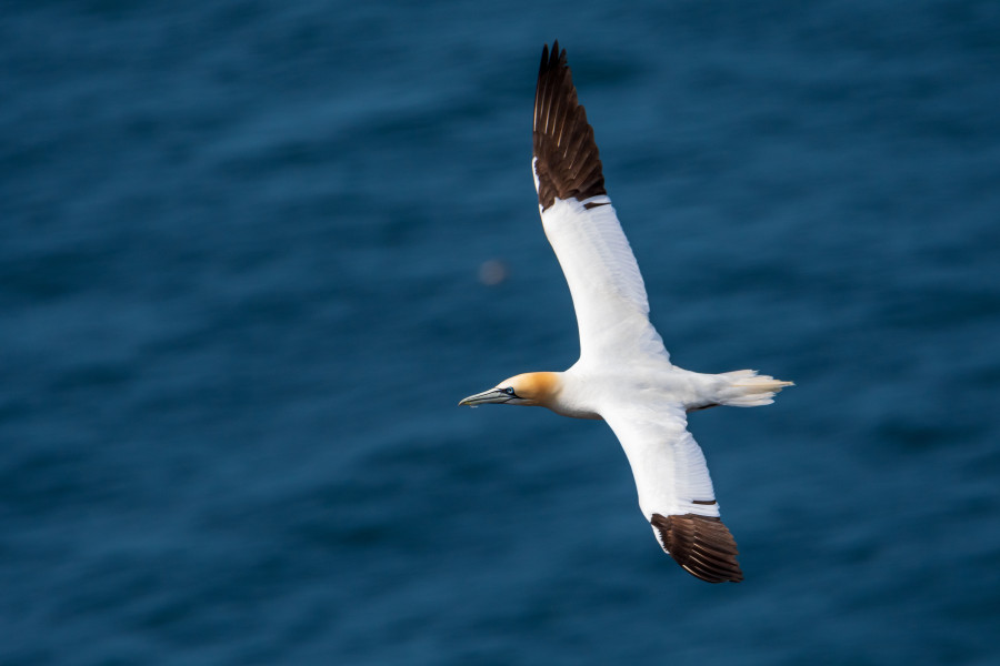 Rade de Brest, Iroise Explorer Excursions en mer Presqu'île de Crozon, Bretagne, Finistère