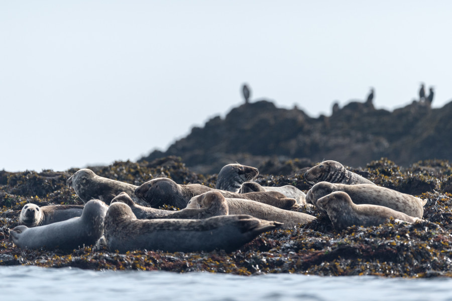 Rade de Brest, Iroise Explorer Excursions en mer Presqu'île de Crozon, Bretagne, Finistère