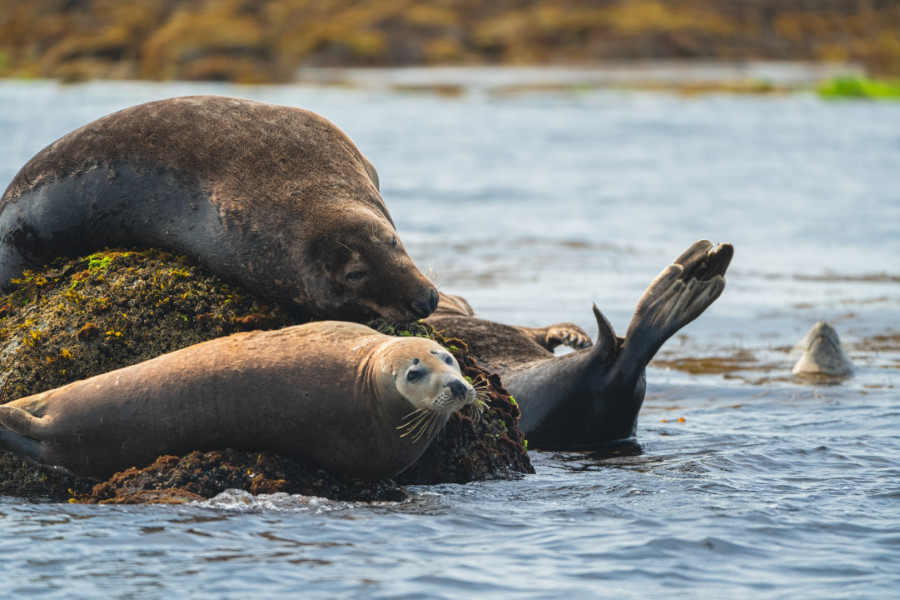 Rade de Brest, Iroise Explorer Excursions en mer Presqu'île de Crozon, Bretagne, Finistère