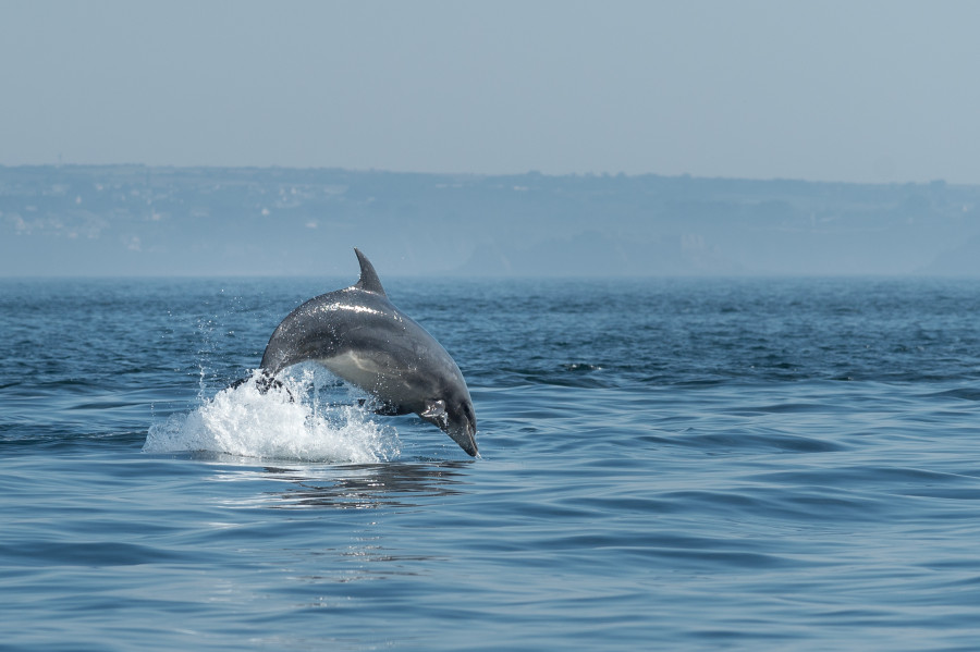 Rade de Brest, Iroise Explorer Excursions en mer Presqu'île de Crozon, Bretagne, Finistère